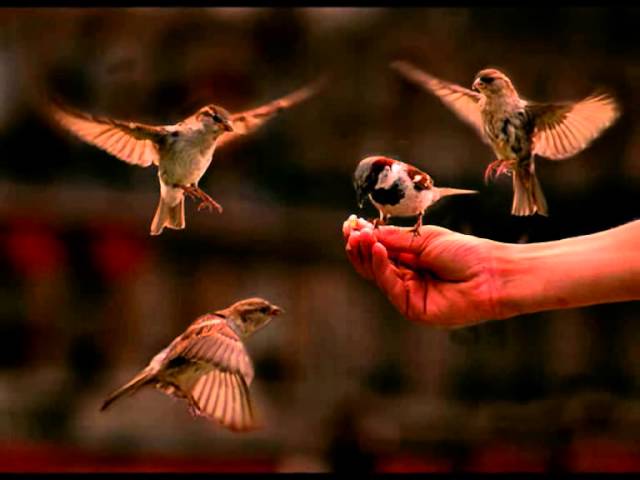 चटका, चटका |Chataka Chataka| संस्कृत गीत